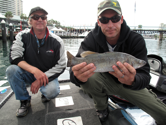 Barramundi caught in Sydney Harbour